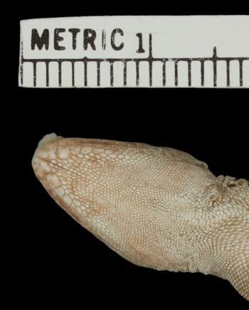 Media type: image; Herpetology R-49740